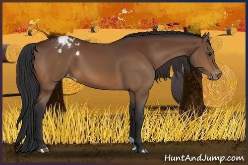 Horse Color:Bay Appaloosa 