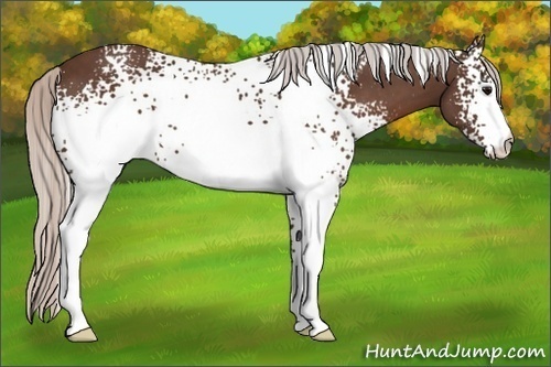 Horse Color:White Spotted Silver Brown 