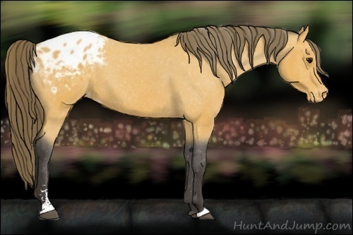 Horse Color:Buckskin Sabino Varnish 