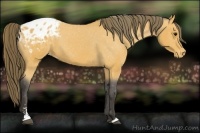 Horse Color:Buckskin Sabino Varnish 