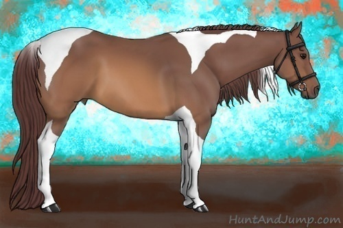 Horse Color:Chocolate Buckskin Tobiano 