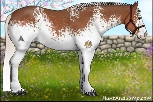 Horse Color:White Spotted Silver Bay Rabicano