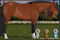 Horse Color:Gray Bay Rabicano