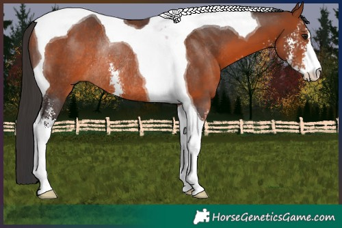 Horse Color:Bay Sabino Tobiano Rabicano 