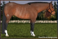Horse Color:Bay Rabicano 
