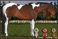 Horse Color:Gray Brown Tobiano Rabicano