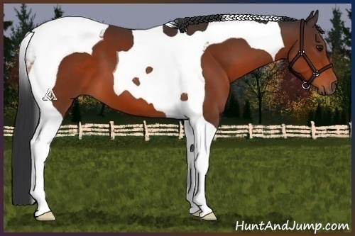 Horse Color:Brown Tobiano 