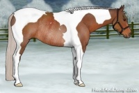 Horse Color:Silver Bay Tobiano Rabicano 