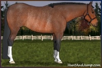 Horse Color:Bay Rabicano