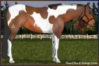 Horse Color:Bay Tobiano 