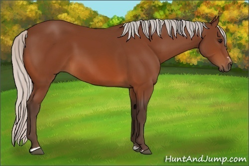 Horse Color:Silver Brown Sabino 