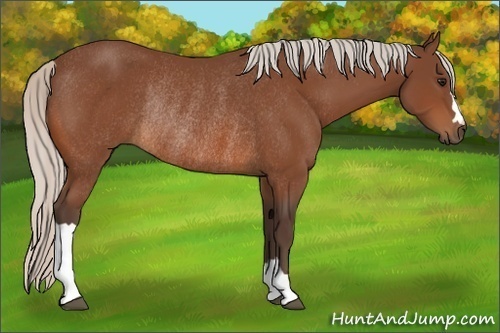 Horse Color:Silver Bay Rabicano 