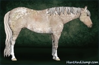 Horse Color:Silver Buckskin Ice Rabicano