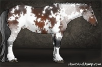 Horse Color:White Spotted Brown 