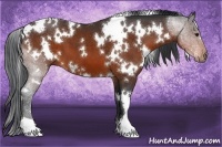 Horse Color:White Spotted Brown 