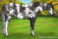 Horse Color:White Spotted Liver Chestnut 