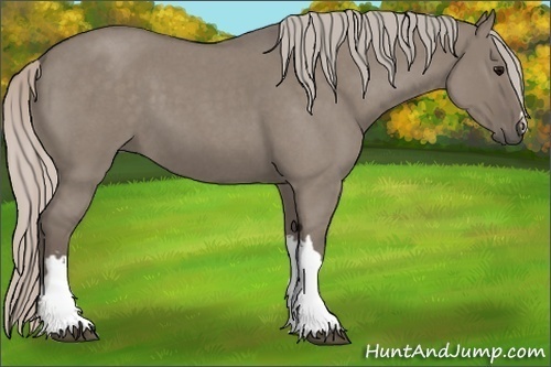 Horse Color:Silver Grullo Roan