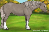 Horse Color:Silver Grullo Roan