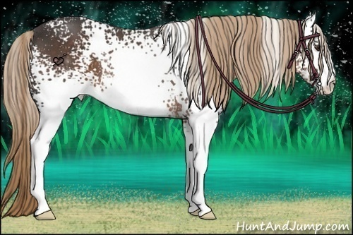 Horse Color:White Spotted Liver Chestnut 