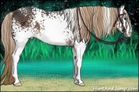 Horse Color:White Spotted Liver Chestnut 