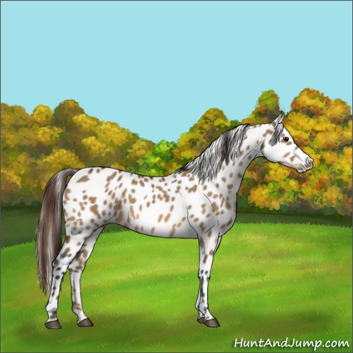 Horse Color:Bay Dun Sabino Leopard