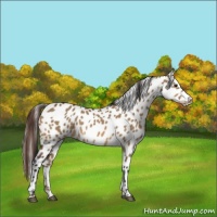 Horse Color:Bay Dun Sabino Leopard