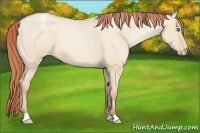 Horse Color:Buckskin Pearl Dun Blanket 