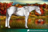 Horse Color:White Spotted Liver Chestnut Splash 