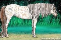 Horse Color:Amber Champagne Roan Appaloosa  and Amber Champagne Dun Appaloosa 