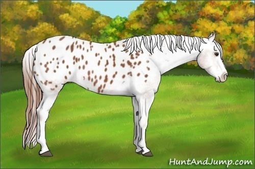 Horse Color:Chestnut Splash Appaloosa
