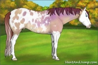 Horse Color:Chocolate Sable Champagne Dun Splash Appaloosa Rabicano