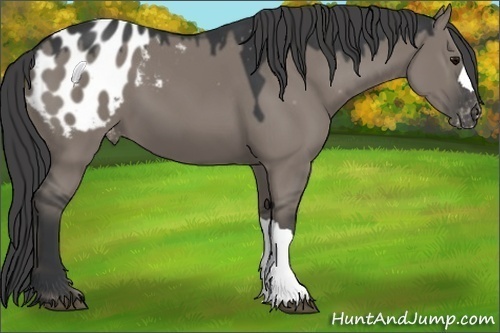 Horse Color:Grullo Appaloosa 