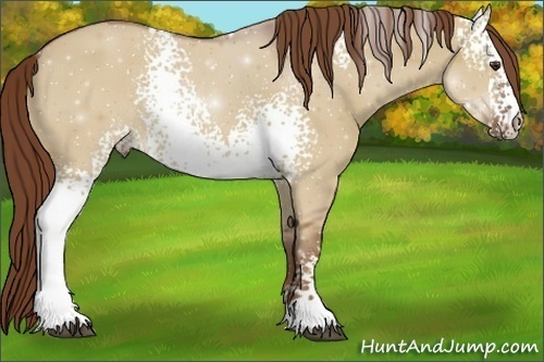 Horse Color:ERROR: UNKNOWN ANOMALY