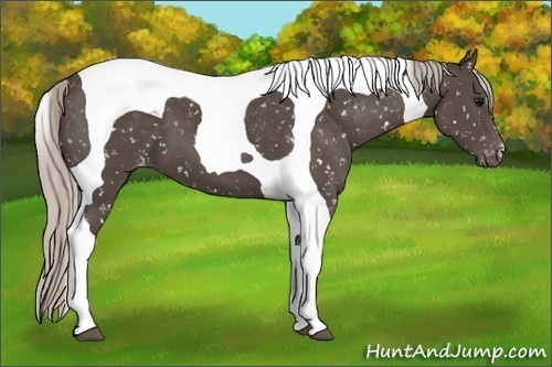 Horse Color:Silver Black Tobiano Snowflake Varnish 