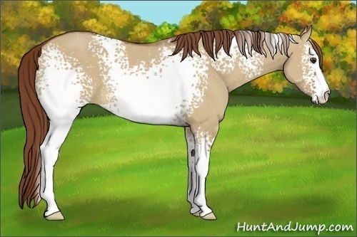Horse Color:White Spotted Red Dun