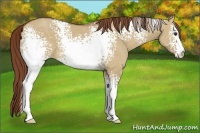 Horse Color:White Spotted Red Dun 
