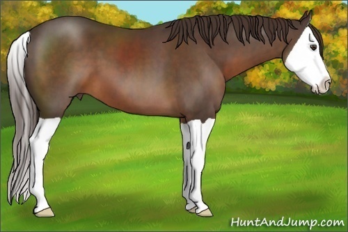 Horse Color:Liver Chestnut Splash 