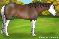 Horse Color:Liver Chestnut Splash