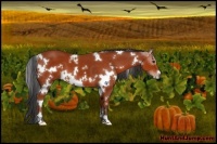 Horse Color:White Spotted Bay Sabino