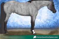 Horse Color:Smoky Blue Roan 