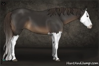 Horse Color:Liver Chestnut Splash 