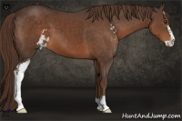 Horse Color:Liver Chestnut Sabino 