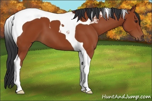 Horse Color:Bay Tobiano 