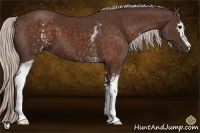 Horse Color:White Spotted Chocolate Silver Brown Sabino 