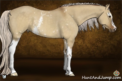 Horse Color:White Spotted Chocolate Silver Buckskin Dun Rabicano