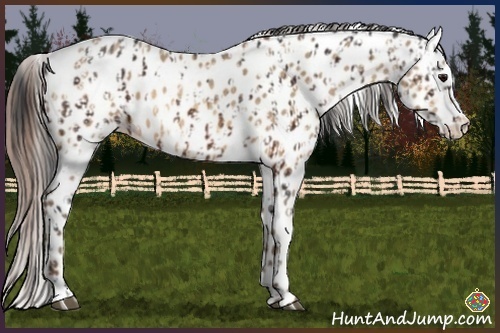 Horse Color:Bay Leopard and Amber Champagne Leopard