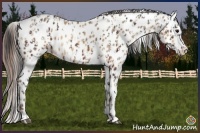 Horse Color:Bay Leopard  and Amber Champagne Leopard 