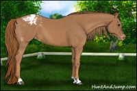Horse Color:Chestnut Appaloosa 