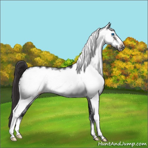 Horse Color:White Spotted Brown Frame Appaloosa