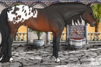 Horse Color:Brown Appaloosa